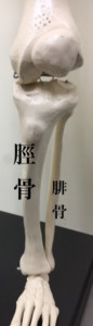 脛骨 腓骨