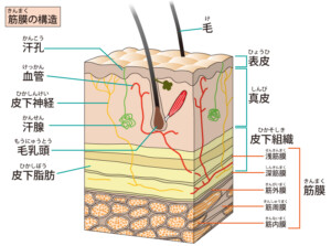 筋膜の断面図